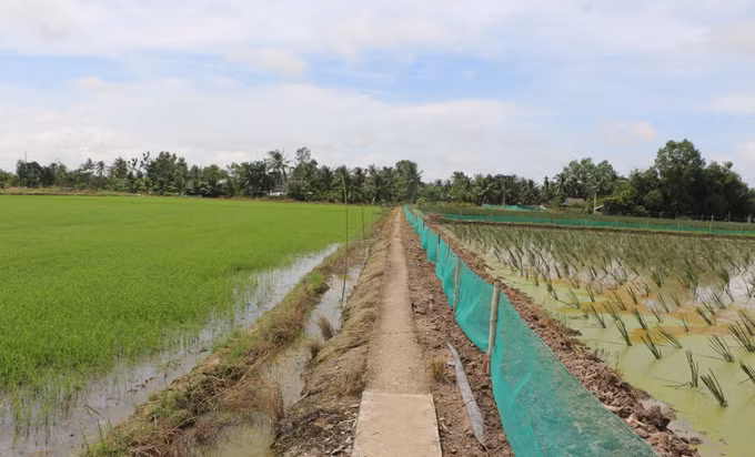 Nhiều diện tích đất trũng phèn, sản xuất kém hiệu quả nông dân cải tạo chuyển sang trồng năn bộp.