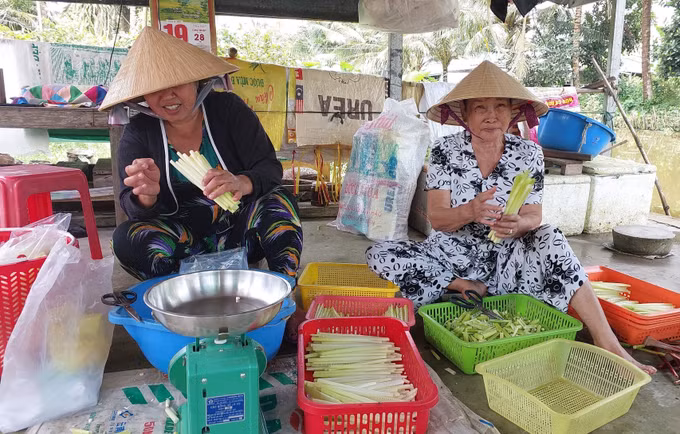 Chị em phụ nữ những lúc nông nhàn, những người tuổi cao hay sức khỏe không tốt tham gia lặt năn bộp với thu nhập trên 100 nghìn đồng/ngày.
