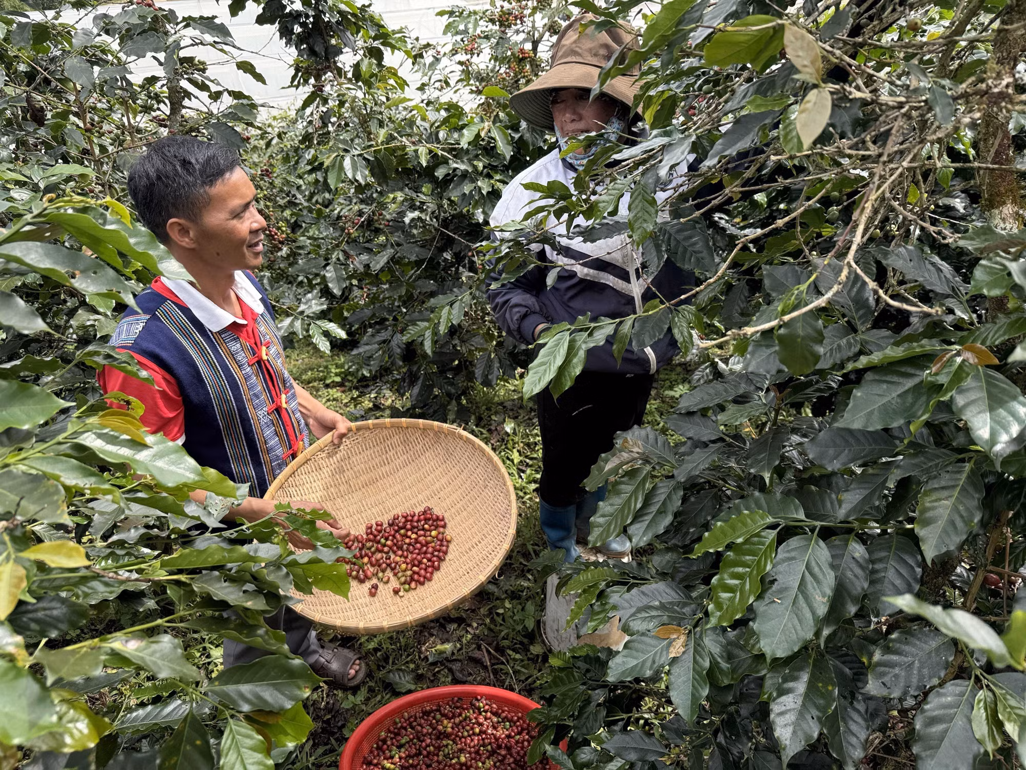 Ông Liêng Jrang Ha Hoang và các thành viên trong tổ hợp tác cà phê Chư Mui luôn tuân thủ các biện pháp chăm sóc, thu hoạch, chế biên cà phê theo hướng hữu cơ.