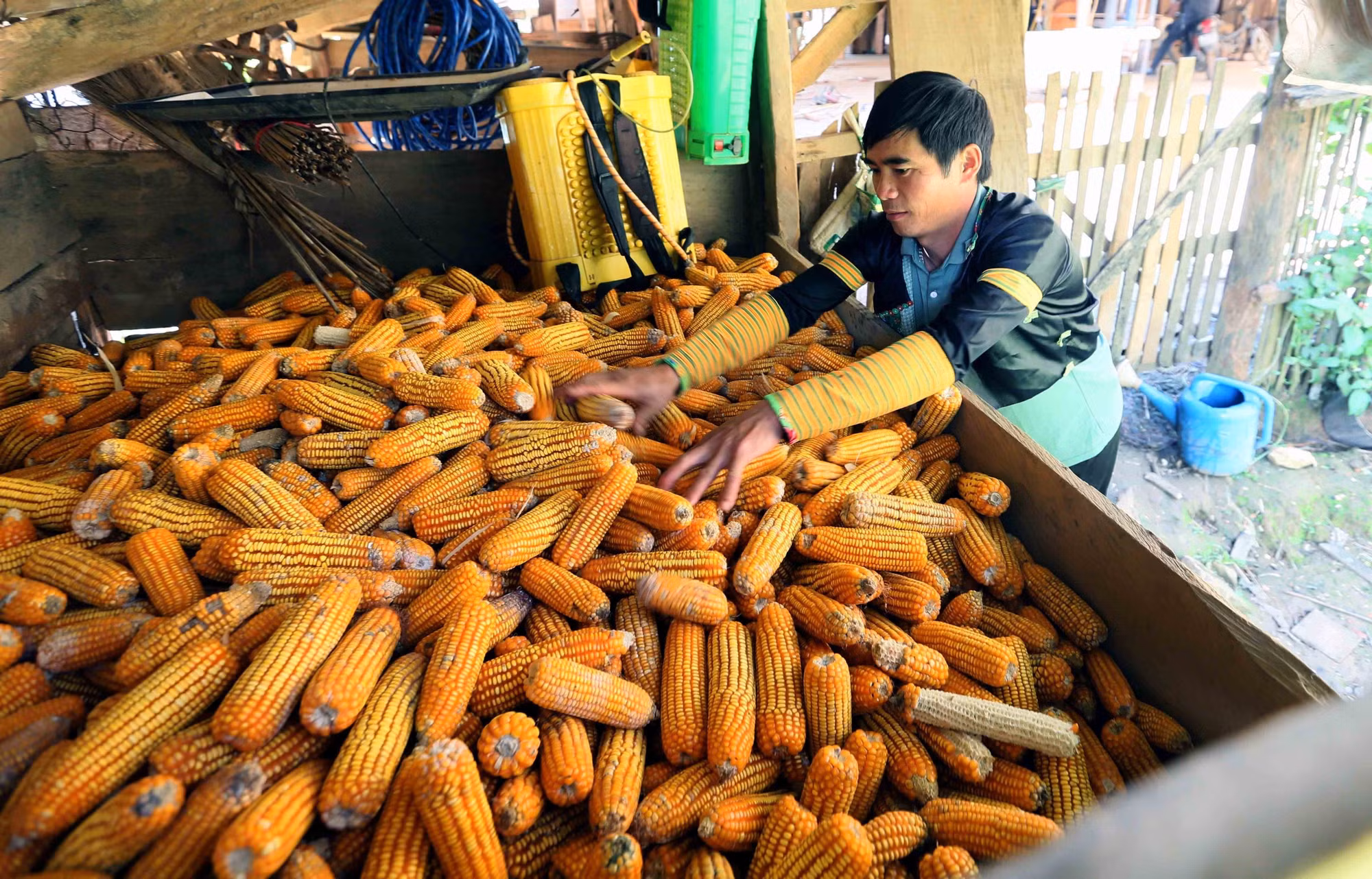 Anh Giàng A Nủ, dân tộc Mông ở Bản Hua Chiến, xã Mường La, tỉnh Sơn La, tích trữ ngô để phục vụ phát triển chăn nuôi của gia đình.