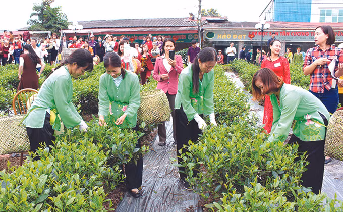 Tân Cương phát triển du lịch cộng đồng gắn với không gian văn hóa trà ảnh 1