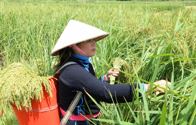 Hương cốm mới trên Cao nguyên trắng Bắc Hà ảnh 1