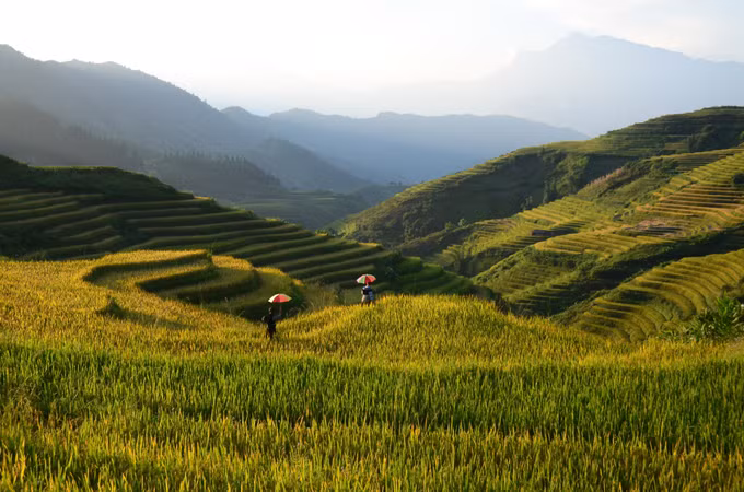 Ngất ngây với vẻ đẹp Sapa vào mùa lúa chín ảnh 4