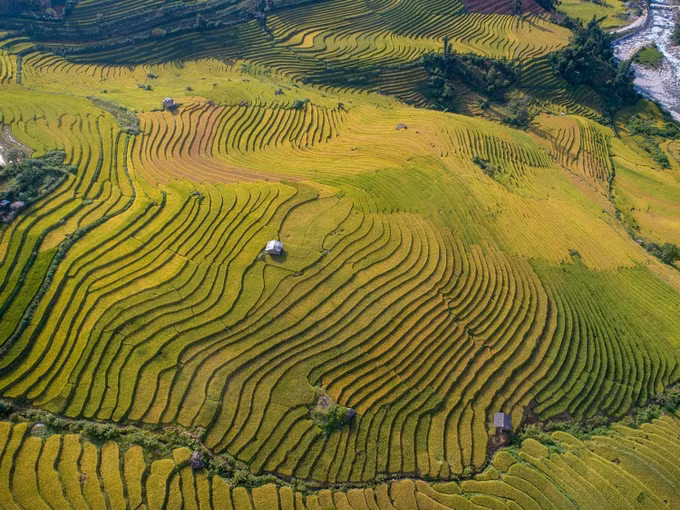 Ngất ngây với vẻ đẹp Sapa vào mùa lúa chín ảnh 2