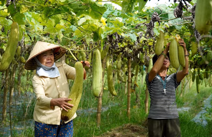 Bắc Ninh: Nông dân sáng tạo, làm giàu từ xơ mướp ảnh 1