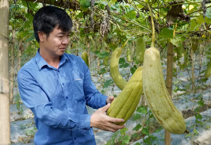 Bắc Ninh: Nông dân sáng tạo, làm giàu từ xơ mướp ảnh 8