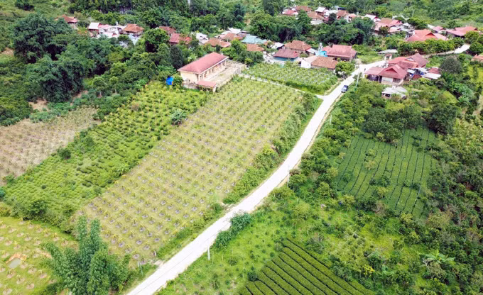 Huyện Thuận Châu (Sơn La) phấn đấu thoát nghèo vào năm 2025 ảnh 4