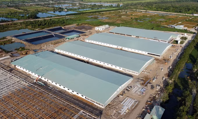 Đồng Tháp: Cần sớm kiểm tra, xử lý ô nhiễm môi trường của trại nuôi lợn giống ảnh 2
