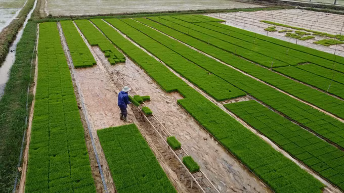 Một số yêu cầu kỹ thuật cơ bản khi sử dụng máy cấy lúa ảnh 2