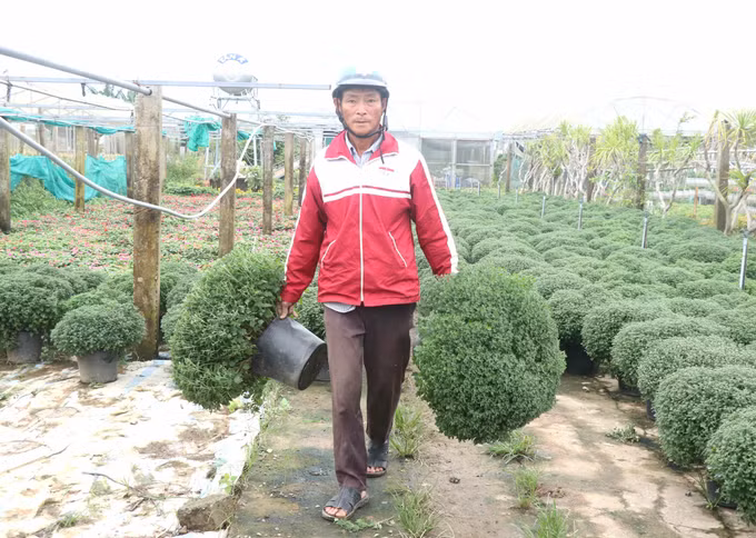 Quảng Trị: Nhà vườn kỳ vọng được mùa hoa Tết ảnh 2
