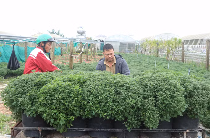 Quảng Trị: Nhà vườn kỳ vọng được mùa hoa Tết ảnh 1