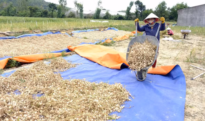 Năng suất giảm vì thời tiết gây thiệt hại cho người trồng tỏi Khánh Hòa ảnh 3
