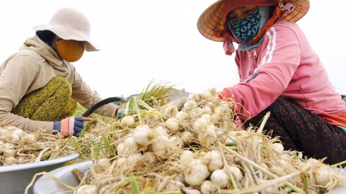 Năng suất giảm vì thời tiết gây thiệt hại cho người trồng tỏi Khánh Hòa ảnh 2
