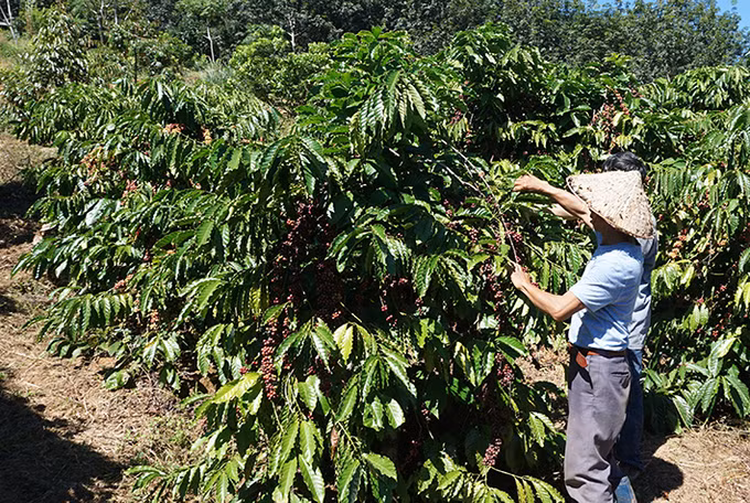 Xuân về trên những thôn làng Kon Tum ảnh 2