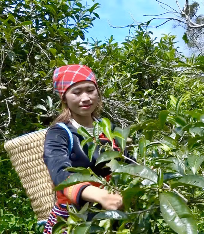 Huyền tích những cây chè cổ thụ trên đỉnh Suối Giàng ảnh 2