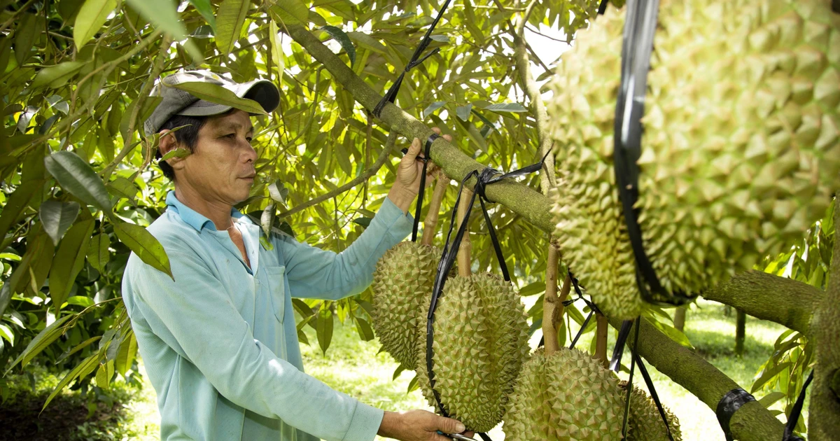 Tăng chất để sầu riêng giữ vững thị trường xuất khẩu