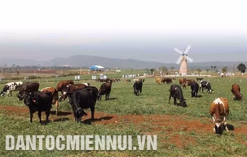 Phát triển ngành chăn nuôi bò sữa ở Lâm Đồng