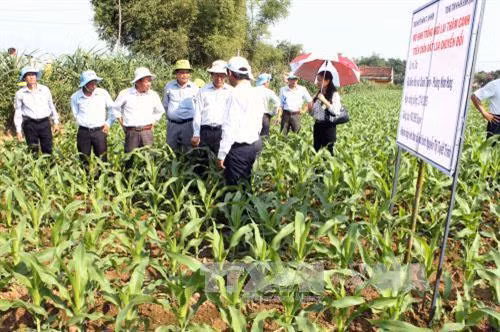 Kĩ thuật trồng ngô lai
