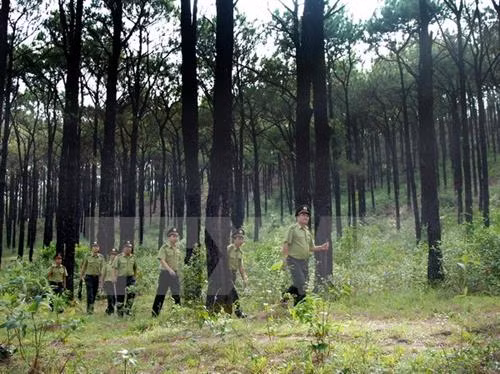 Tập trung thực hiện 3 nhiệm vụ phát triển lâm nghiệp bền vững