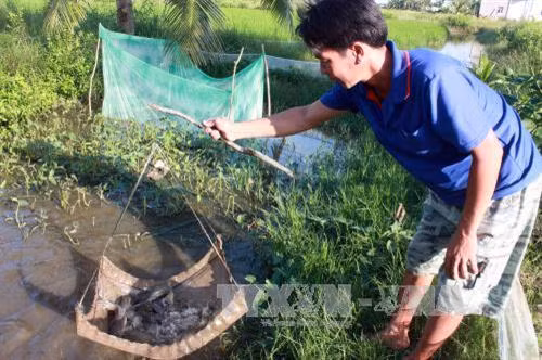 Mắm cá đồng U Minh Thượng tiến tới xây dựng thương hiệu