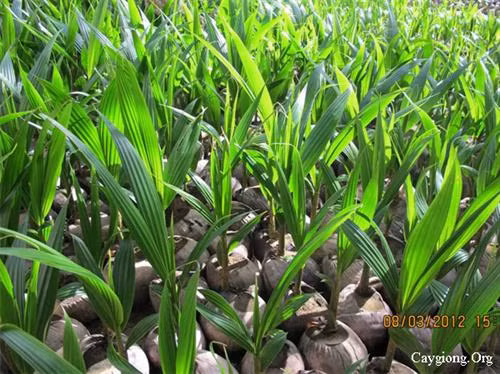 Chọn giống dừa cho hiệu quả kinh tế cao