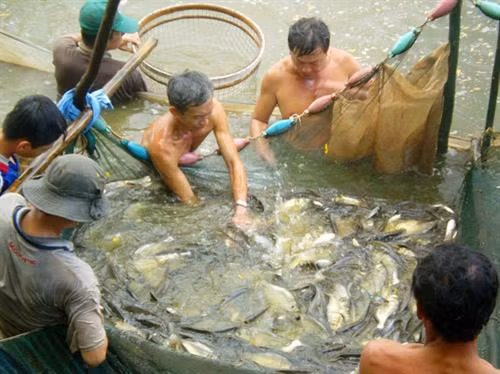 Mắm cá đồng U Minh Thượng 