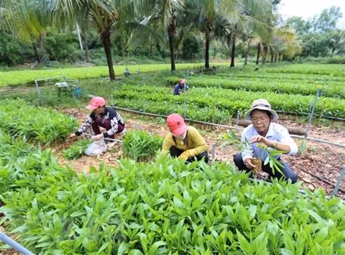Phú Yên đưa vào hoạt động mô hình hợp tác phát triển lâm nghiệp công nghệ cao