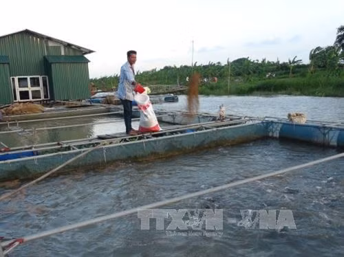 Phát triển nuôi cá lồng trên sông quy mô lớn