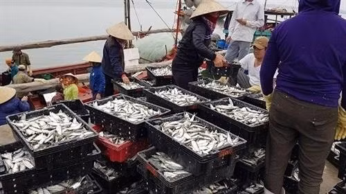Ngư dân các tỉnh miền Trung được mùa cá trích, cá cơm