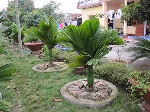 Kỹ thuật trồng cây cau lùn