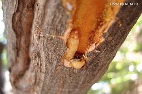 Cách diệt sâu Bore hại cam quýt