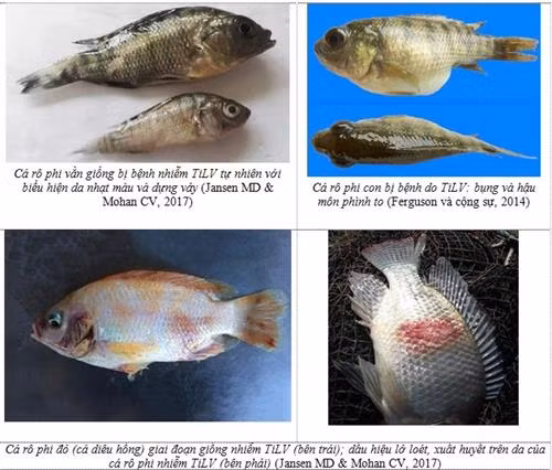 Phòng chống bệnh do vi rút TiLV trên cá rô phi
