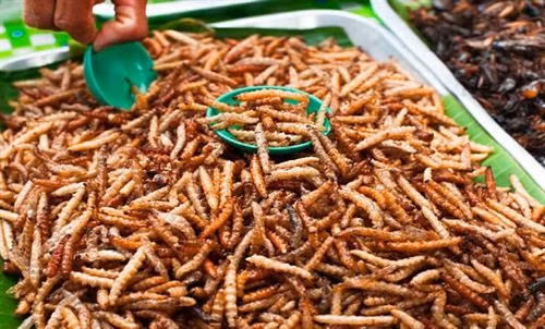 Côn trùng là thức ăn giàu chất chống oxy hóa