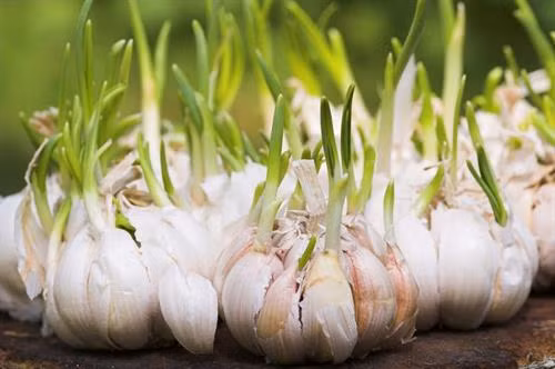  Kỹ thuật trồng tỏi tại nhà làm thực phẩm, chữa bệnh 