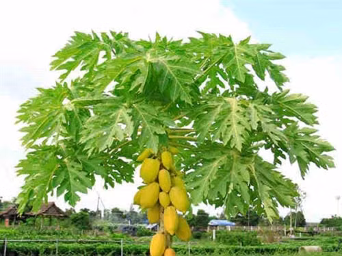 Nước ép lá đu đủ và mật ong trị đau dạ dày