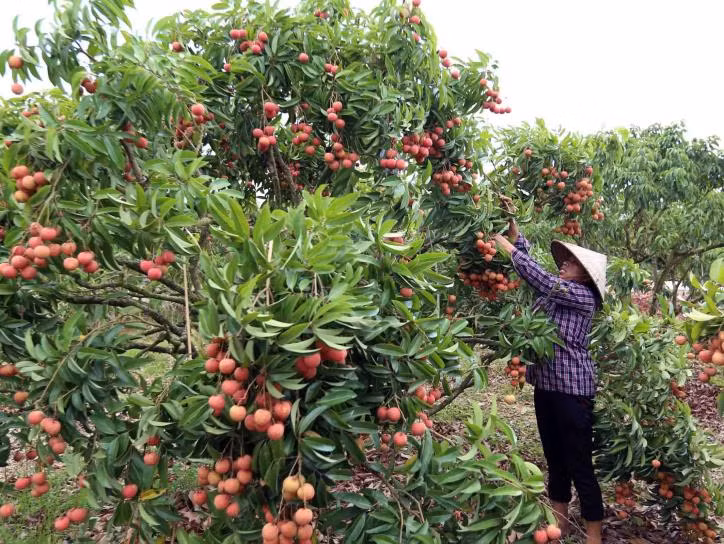 Thu hoạch vải thiều tại hộ nông dân Nguyễn Văn Quân, xã Thanh Hải. Ảnh: Vũ Sinh - TTXVN