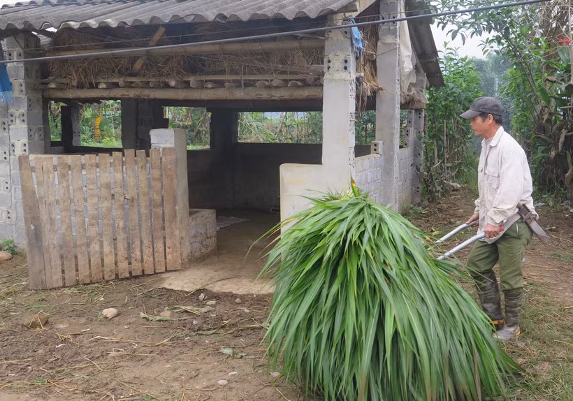 Nông dân xã Quang Kim, huyện Bát Xát (Lào Cai) chuẩn bị thức ăn cho đàn gia súc. Ảnh: Hương Thu - TTXVN
