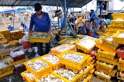 Thu mua, phân loại cá tại cảng cá Trần Đề. Ảnh : Chanh Đa - TTXVN