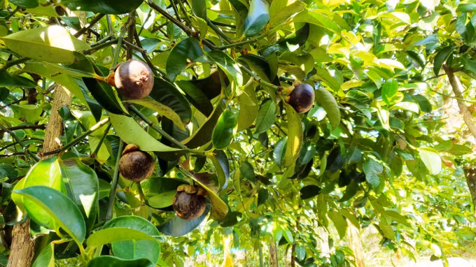 Quảng Nam: Chuyển đổi trồng cây măng cụt cho doanh thu 700 triệu đồng/ha/năm