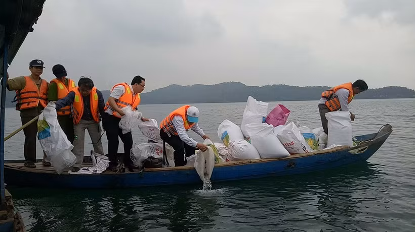 Quảng Nam thả cá bổ sung giống tái tạo nguồn lợi thuỷ sản tại hồ Phú Ninh. Ảnh : snnptnt.quangnam.gov.vn