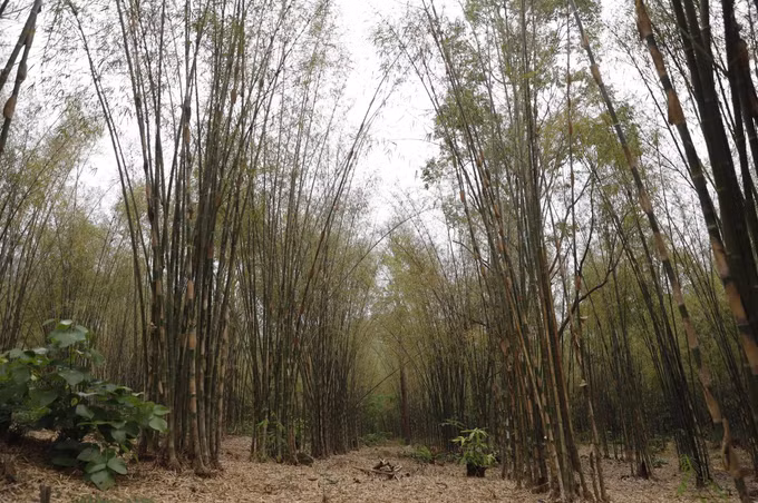 Vườn tầm vông tại Bảy Núi, tỉnh An Giang.