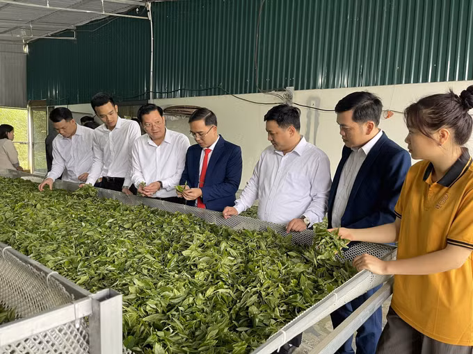 Ban tổ chức tham quan, tìm hiểu các sản phẩm chè Shan Tuyết Bằng Phúc. Ảnh: TTXVN phát