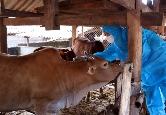Cán bộ thú y xã Lùng Tám (Tuyên Quang) tiêm phòng cho đàn bò, chủ động phòng, chống bệnh viêm da nổi cục. Ảnh: Đức Thọ/TTXVN