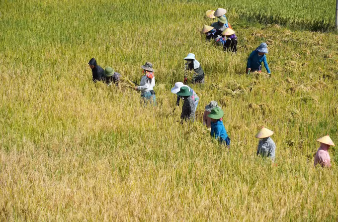 Người dân gặt lúa chín tại ruộng bậc thang Tả Lèng.
