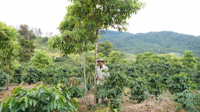 Vừa trồng cà phê, ông A Nhíp (sinh năm 1954, thôn Đăk Bung, xã Đăk Plô) còn trồng xen bời lời giúp tăng nguồn thu trên diện tích canh tác.