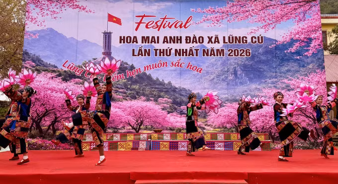 hoa-anh-dao-03012026-06.jpg
