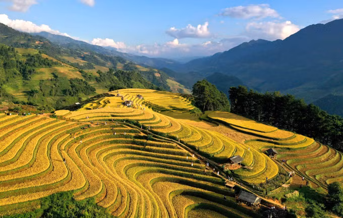 Từng thửa ruộng bậc thang nối nhau như sóng vàng mềm mại trải dài đến tận chân trời. Ảnh: Tuấn Anh/TTXVN