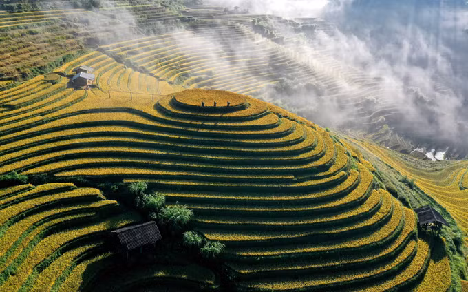 Thu về, cả đất trời Púng Luông rực màu vàng no ấm trên những thửa ruộng bậc thang xen giữa đại ngàn xanh thẳm. Ảnh: Tuấn Anh/TTXVN