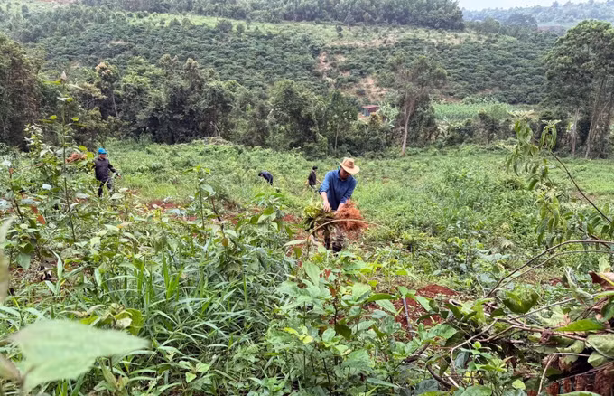Nhổ bỏ toàn bộ cây cà phê vừa được trồng vài tháng để khôi phục hiện trạng ban đầu của diện tích đất bị lấn, chiếm trái phép. Ảnh: TTXVN phát