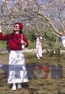 Ngắm hoa theo mùa trở thành xu hướng du lịch